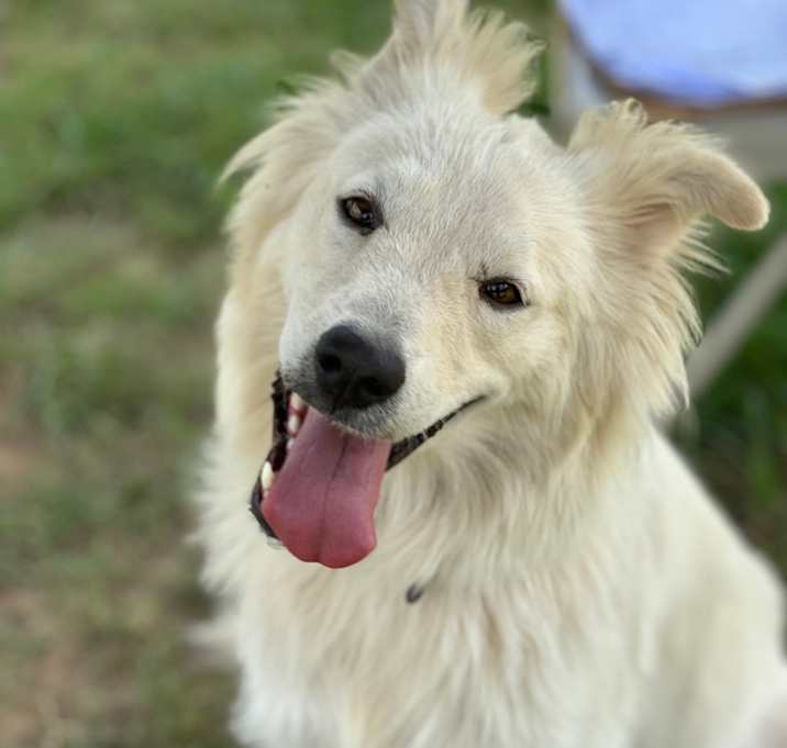 Photo of Lolly / Simba Rose 