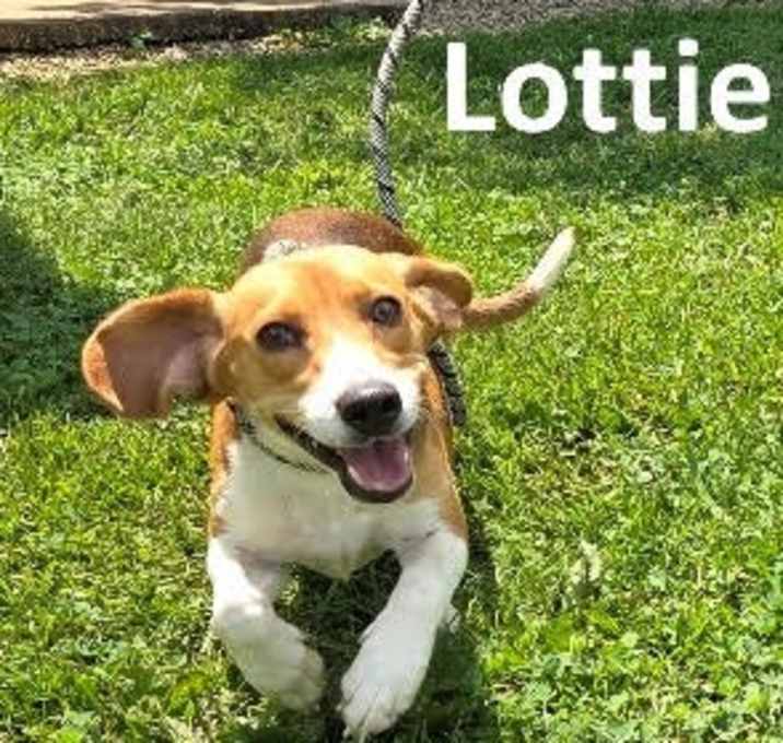 Photo of Lottie Dawson