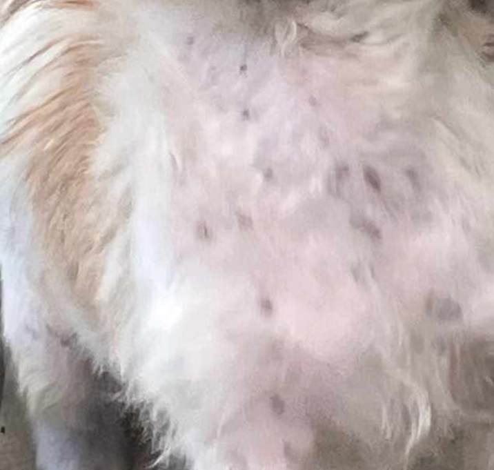 Photo of Copper
