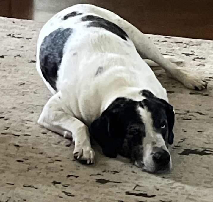 Photo of Rowdy