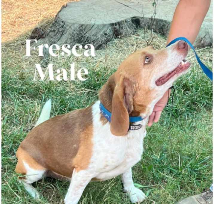 Photo of Fresca