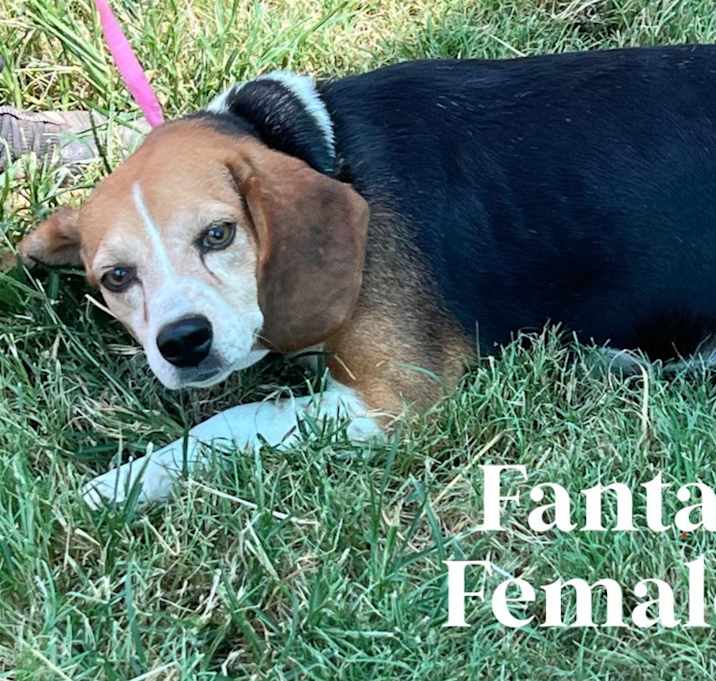 Photo of Fanta