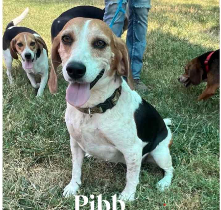 Photo of Pibb