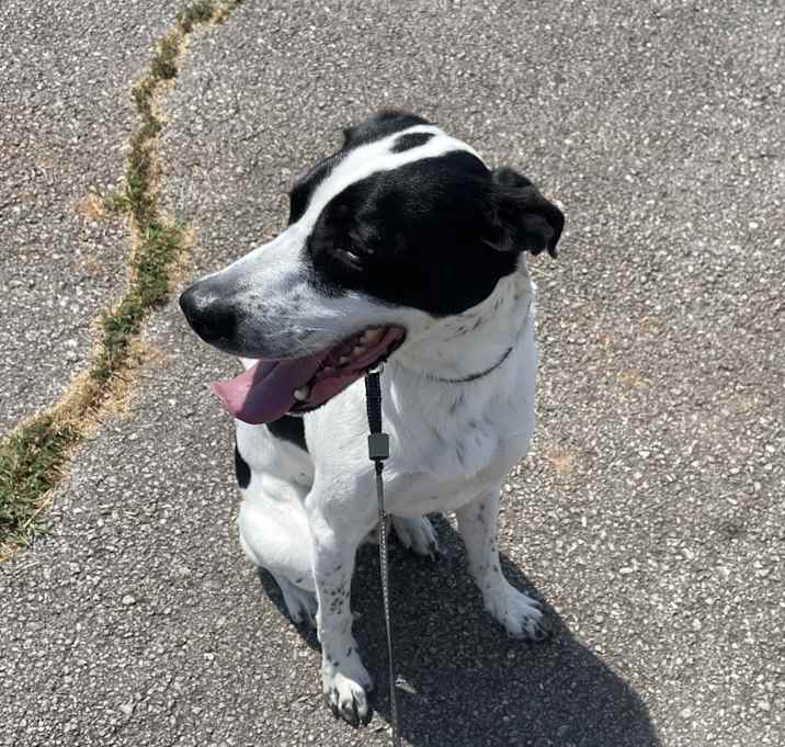 Photo of Buddy