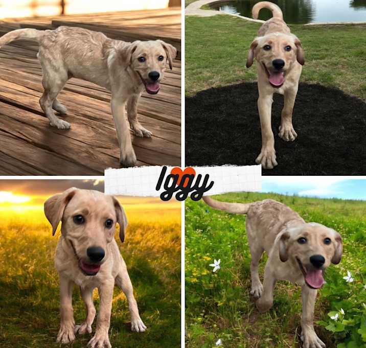 Photo of Iggy