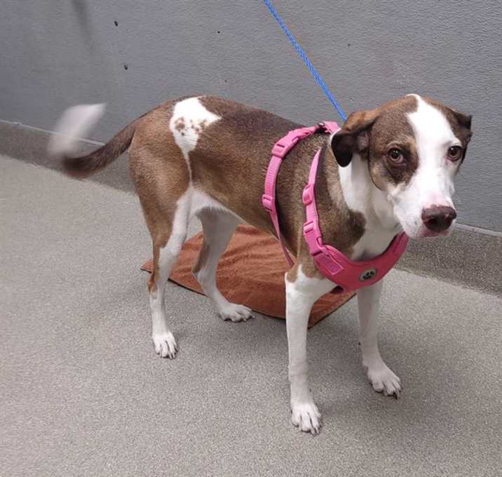Photo of *DAISY MAE