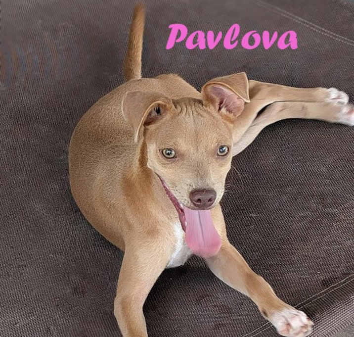 Photo of Pavlova