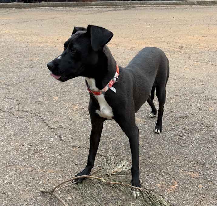 Photo of Gracie