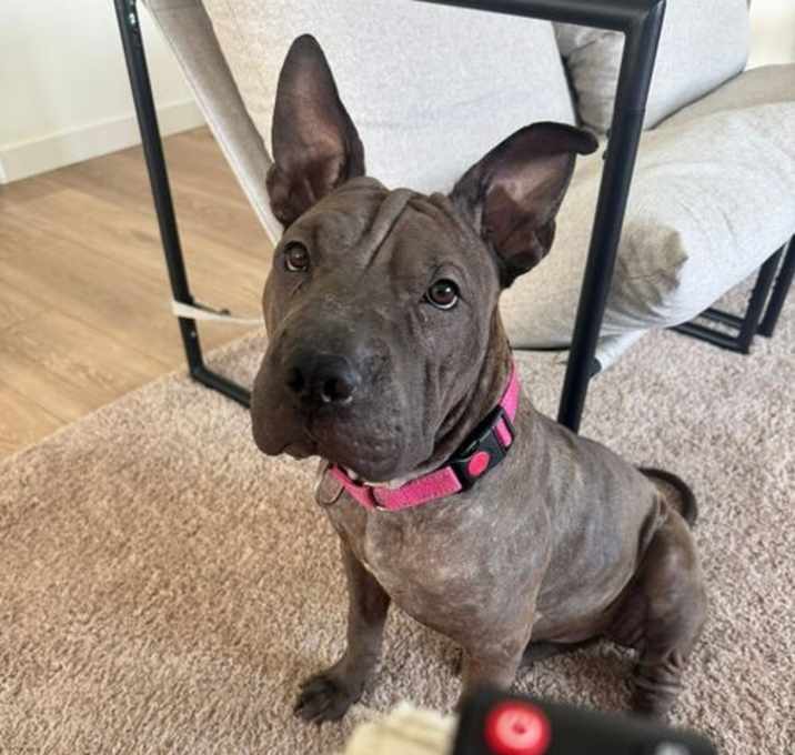 Photo of Sharkleberry