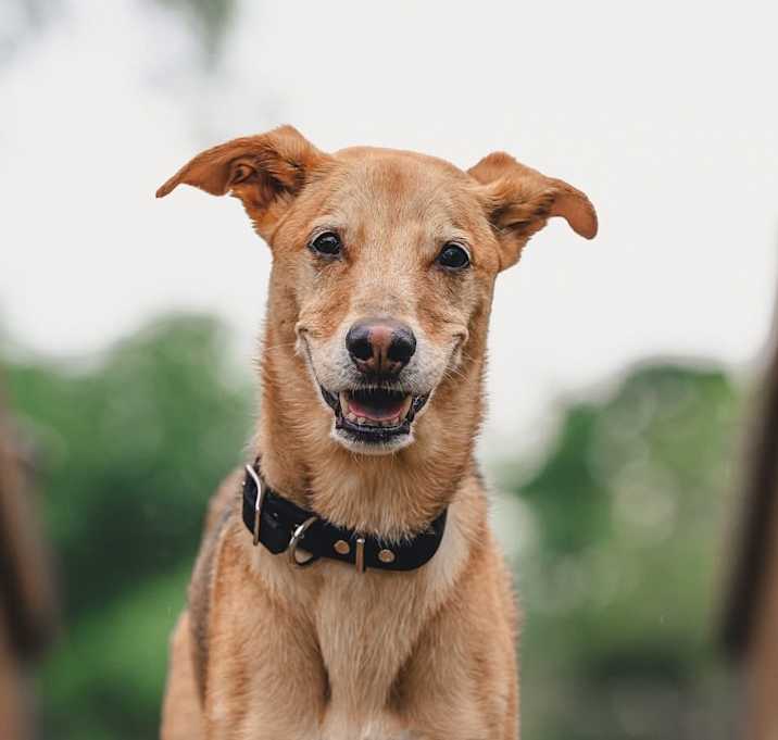 Photo of Lucky Jack