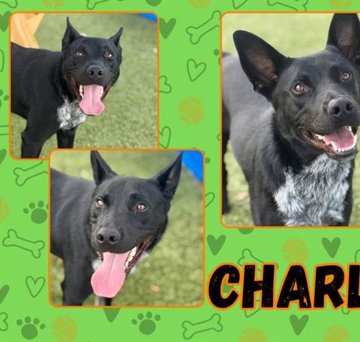 Photo of CHARLIE
