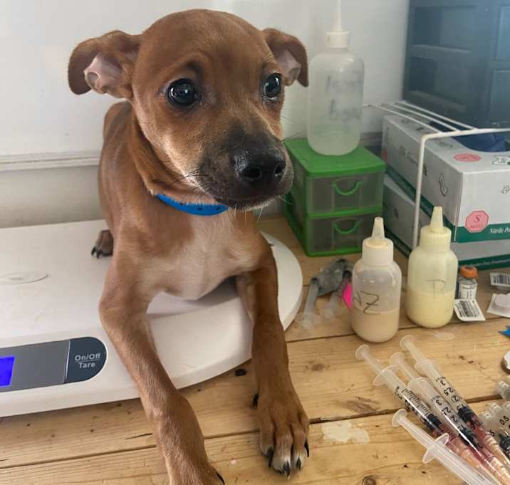 Photo of Scrappy 