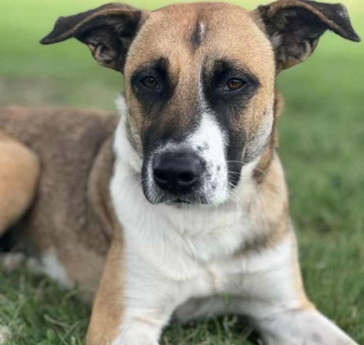 Photo of BENTLEE