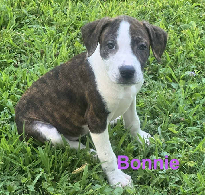 Bonnie featured image