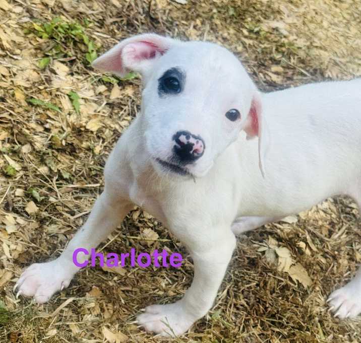 Charlotte featured image