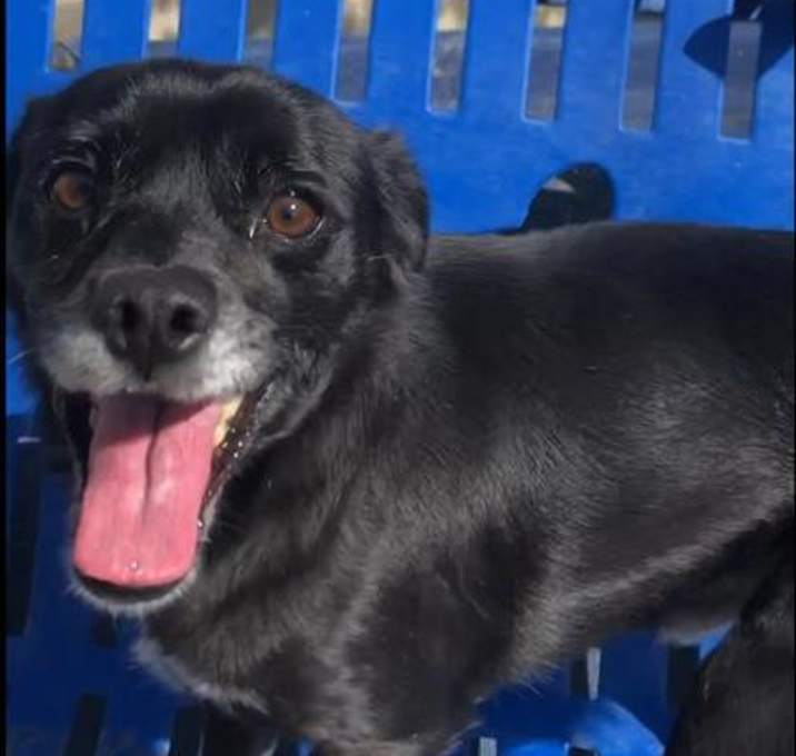 Photo of 160705 Buck