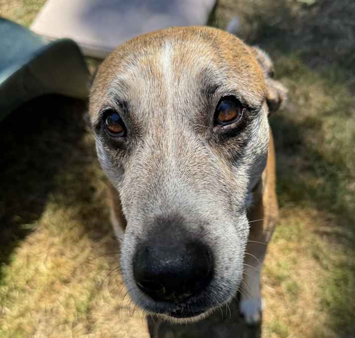 Photo of Buddy