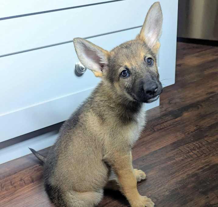 Photo of Roxy (25-296)