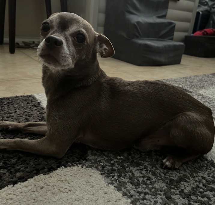 Photo of Brownie