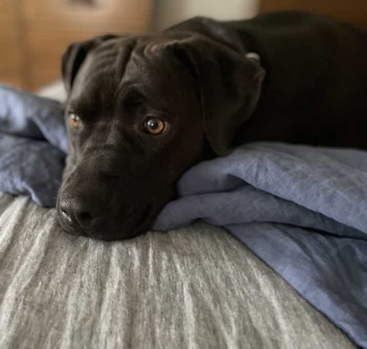 Photo of Lulu