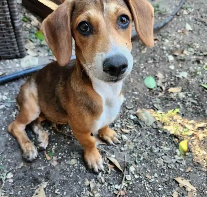 Photo of Pumba