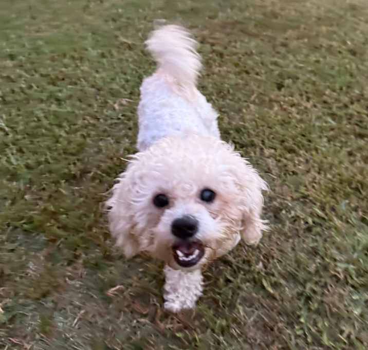 Photo of Percy
