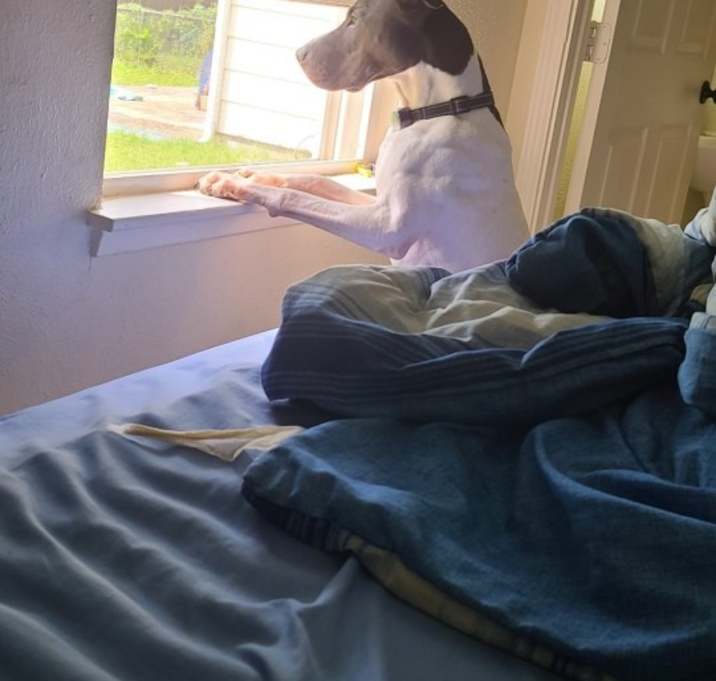 Photo of Romeo