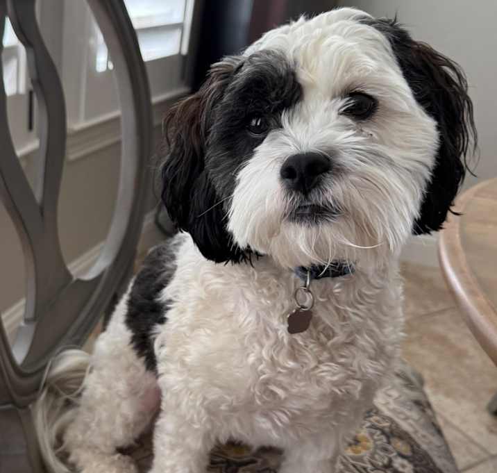 Photo of Scout