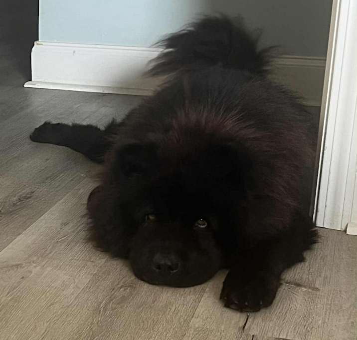 Photo of Midnight