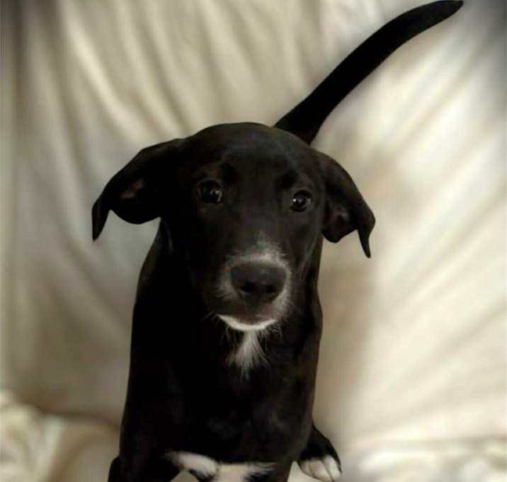 Photo of Chase