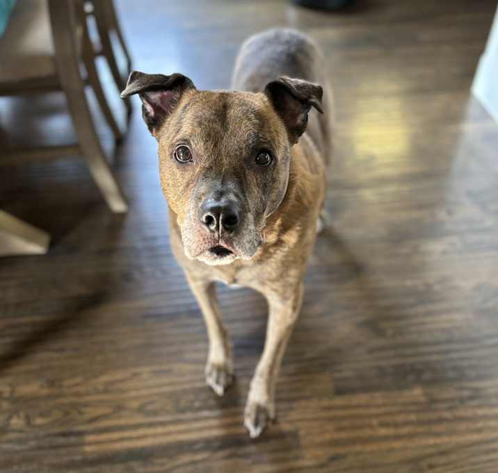 Photo of Rusty
