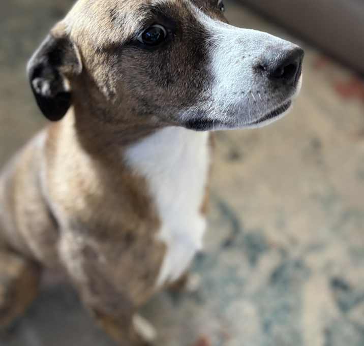 Photo of Daisy