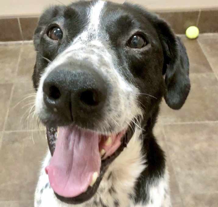 Photo of Rowdy
