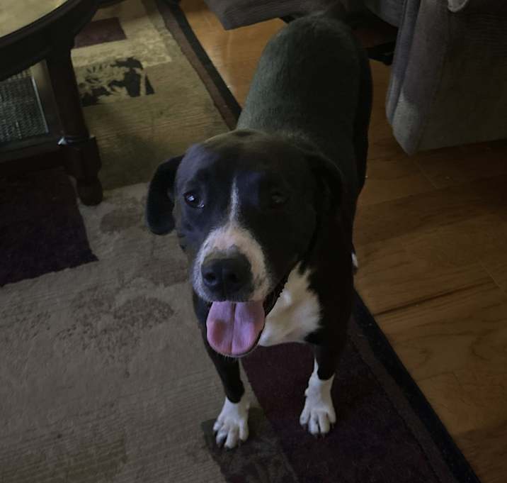Photo of Gypsy