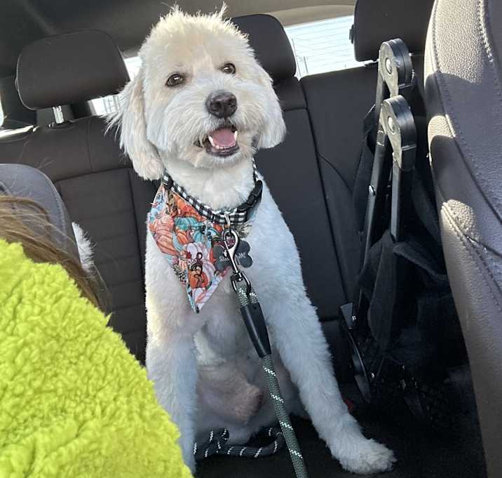 Photo of Teddy