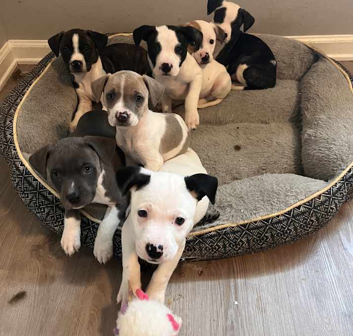 Photo of Pepper, Pip, Panda, cowgirl