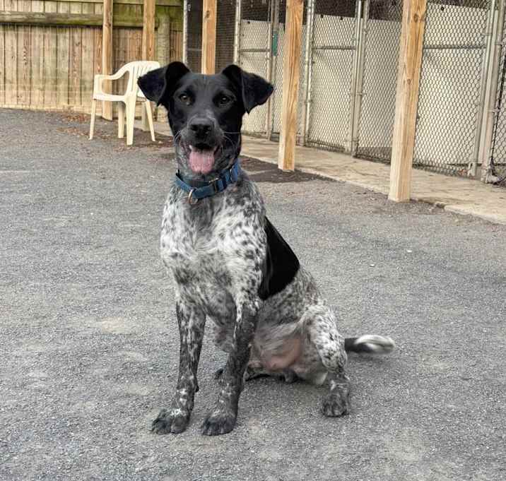 Photo of Mauser