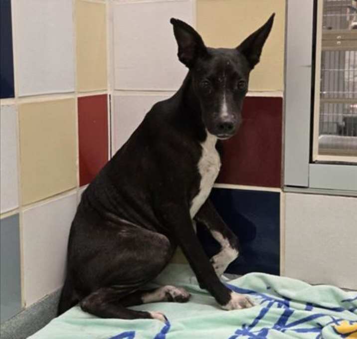 Photo of ELLIE MAE