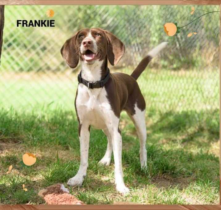Photo of Frankie(fta)
