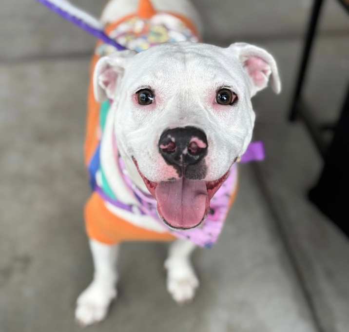 Photo of Asha Chatham