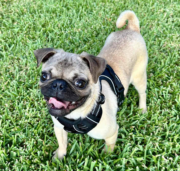 Photo of Benito