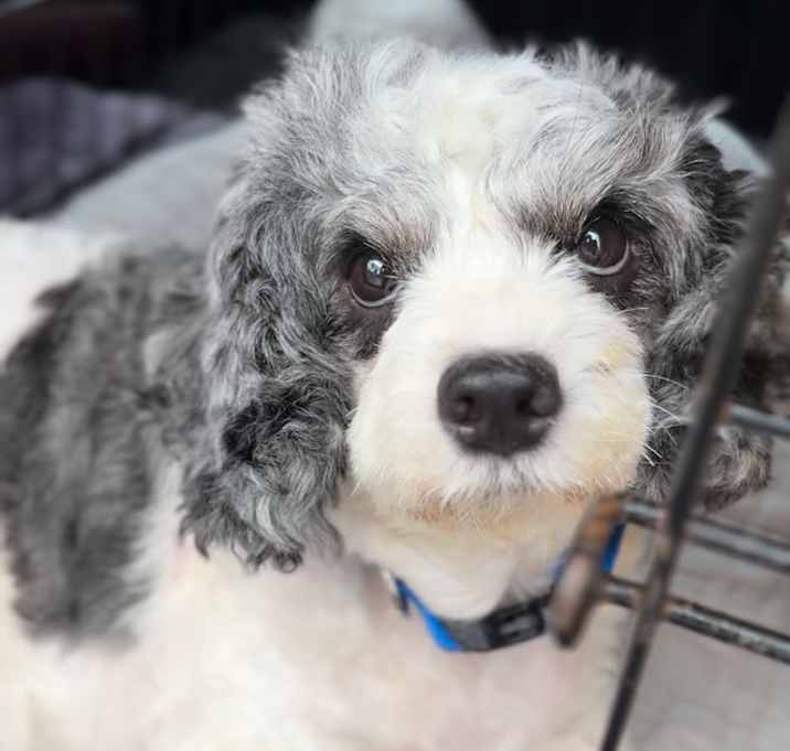 Photo of Macie