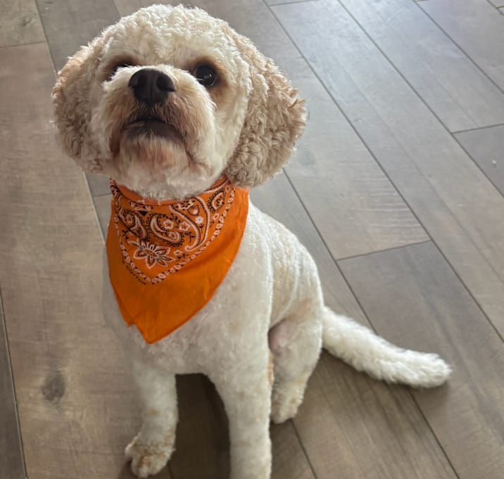 Photo of Teddy