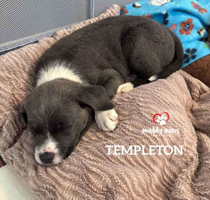Photo of Templeton (no longer accepting applications)