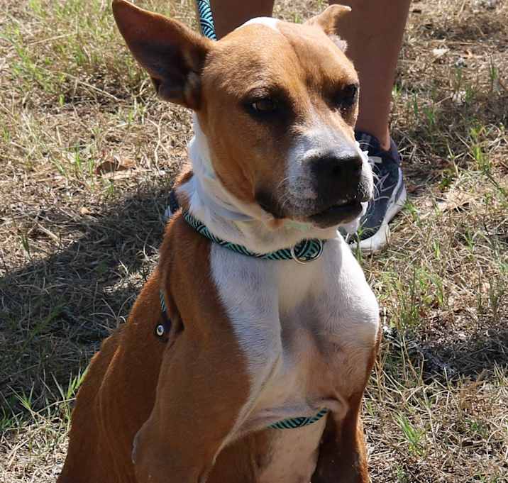 Photo of Honey