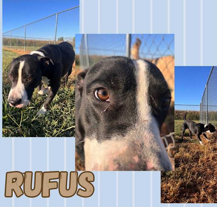 Photo of Rufus