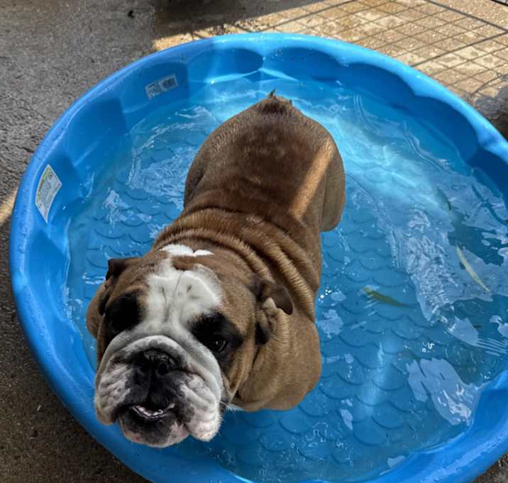 Photo of Chester