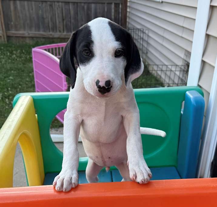 Photo of Bumblebee