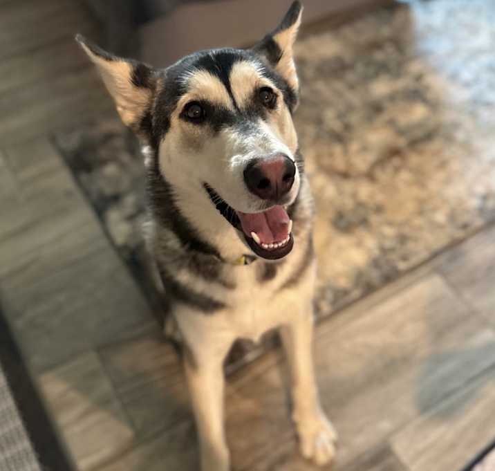 Photo of Callie