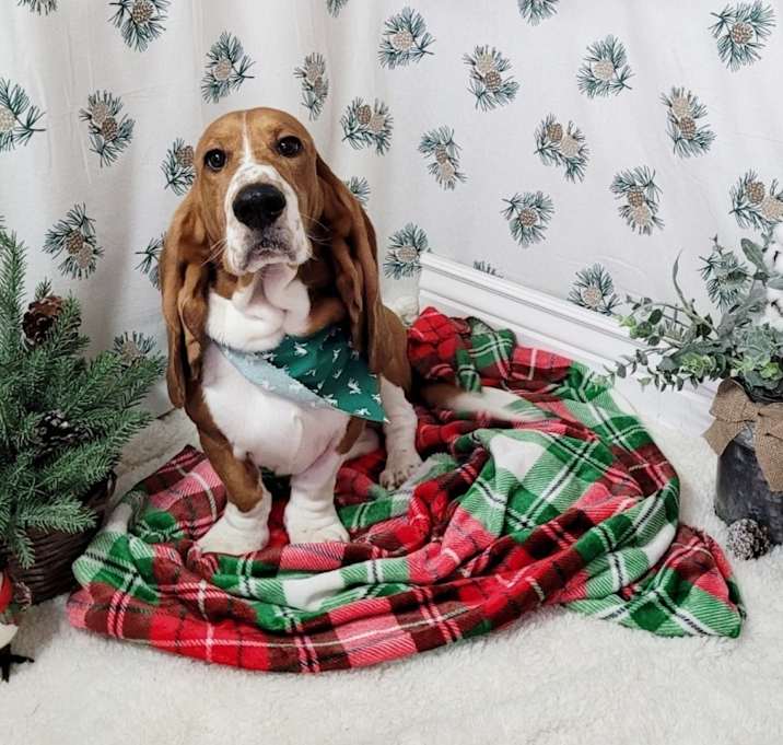 Photo of Biscuit